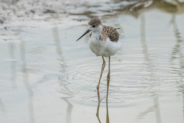Breeding of black-winged stilt (himantopus himantopus) in 
