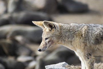 Black Backed Jackal between seals at Cap Cross - Namibia Africa