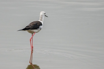 Black-winged stilt (himantopus himantopus) in 