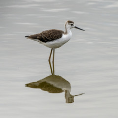 Breeding of black-winged stilt (himantopus himantopus) in 