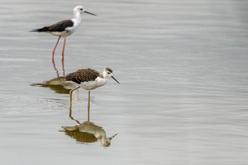 Adut and breeding of black-winged stilt (himantopus himantopus) in 