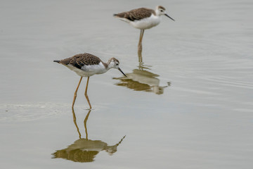 Couple of breeding of black-winged stilt (himantopus himantopus) in 