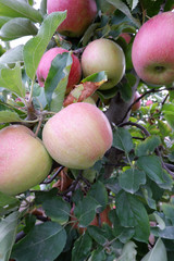 Sweet, red, juicy apples growing on the tree in their natural environment.