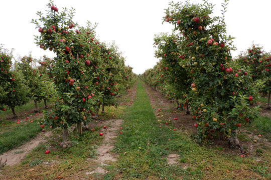 Sweet, red, juicy apples growing on the tree in their natural environment.