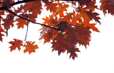Brightly red autumn maple leaves on a white background. Autumn.
