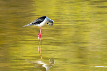 Black-winged stilt (himantopus himantopus) in 