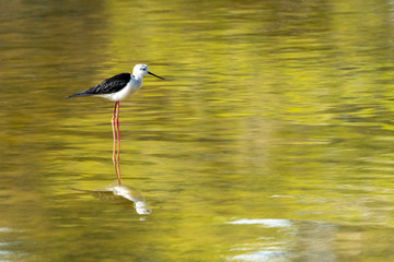 Black-winged stilt (himantopus himantopus) in "Raco de l´Olla", Albufera of Valencia natural park.