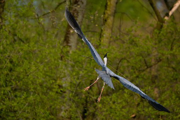 Graureiher (Ardea cinera)