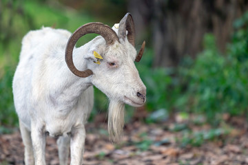 Close up of a funny white goat with a smirk on summer meadow