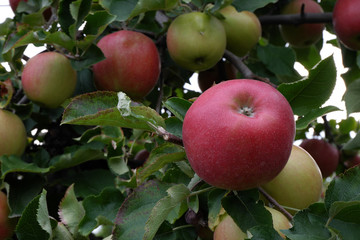 Sweet, red, juicy apples growing on the tree in their natural environment.