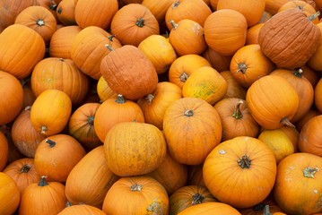 Large pile of pumpkins ready for autumn.