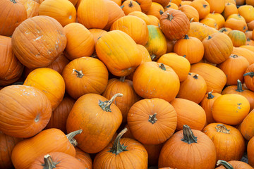 Large pile of pumpkins ready for autumn.