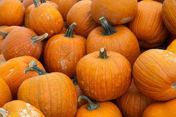 Large pile of pumpkins ready for autumn.