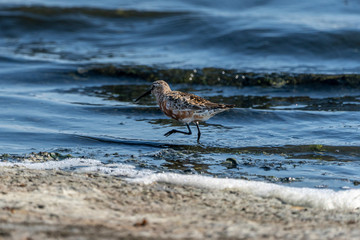 Curlew Sandpiper (calidris ferruginea) in Albufera of Valencia.