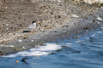 Common terns (sterna hirundo) in "Raco de l&acute;Olla", Albufera of Valencia.