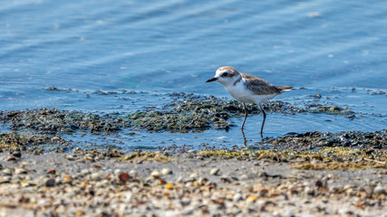 Kentish plovers (charadrius alexandrinus) in Albufera of Valencia.