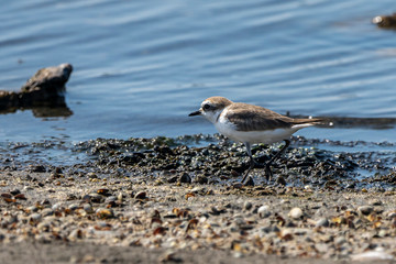 Kentish plovers (charadrius alexandrinus) in Albufera of Valencia.