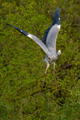 Graureiher (Ardea cinera)