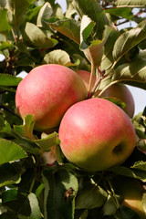 Sweet, red, juicy apples growing on the tree in their natural environment.