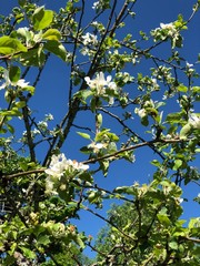 Green leaves and blue sky