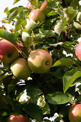 Sweet, red, juicy apples growing on the tree in their natural environment.