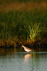 Common redshank
