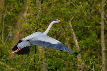 Graureiher (Ardea cinera)