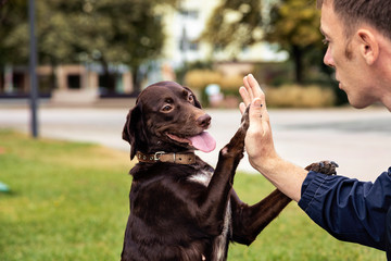 Portrait of a young man in a blue windbreaker with a brown dog for a walk in a city park on a summer weekend.