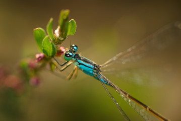 Fototapeta premium Dragonfly on a flower