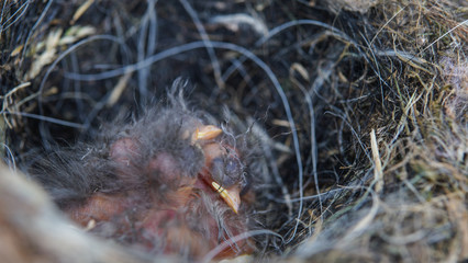 Straw nest filled with small newborn songbirds. Birds hatched in springtime. Small baby birds sleeping in th nest and waiting for mother