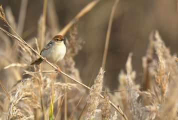 Levaillant's cisticola