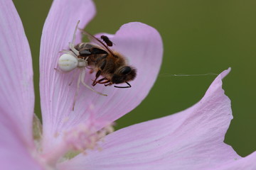 Krabbenspinne