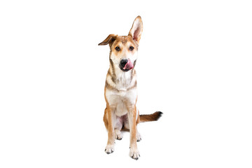 Studio shot pf a happy adult large mixed breed golden color dog sitting with a smile on his face