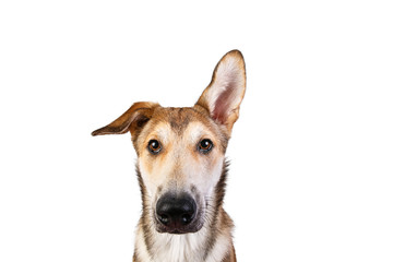 Studio shot pf a happy adult large mixed breed golden color dog sitting with a smile on his face