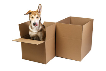 Cute dog in a very big moving box. isolated on white