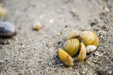 Scores of shells ejected on the sandy shore of the Danube River