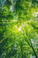 Blick ins Blätterdach