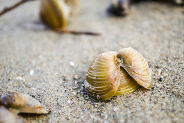 Scores of shells ejected on the sandy shore of the Danube River