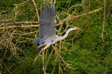 Graureiher (Ardea cinera)