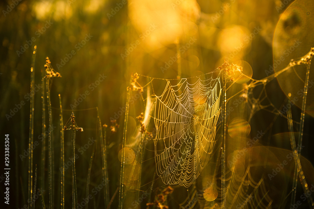 Poster Spider web on morning meadow