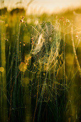 Spider web on morning meadow