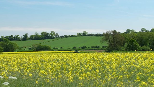 4K British summer yellow wildflowers in a field within the countryside with trees meadows and a blue sky over UK  on a sunny day in Great Britain.