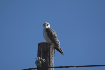 Black-winged kite