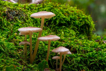 Fresh tasty mushrooms from the green forest