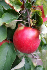 Sweet, red, juicy apples growing on the tree in their natural environment.