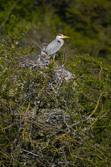 Graureiher (Ardea cinera)