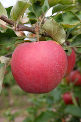 Sweet, red, juicy apples growing on the tree in their natural environment.