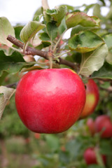 Sweet, red, juicy apples growing on the tree in their natural environment.