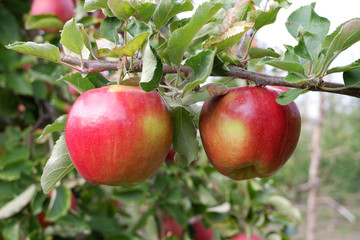 Sweet, red, juicy apples growing on the tree in their natural environment.