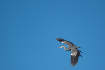 Graureiher (Ardea cinera)